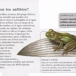 Reptiles-y-Anfibios-int-3